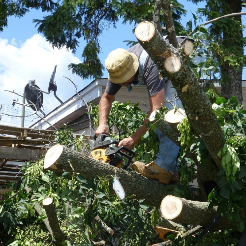 Tree Trimming